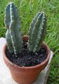 Cereus repandus