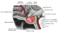 Anterior pituitary