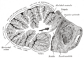 Cerebellar veins
