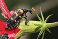 Hycleus lugens, Meloidae