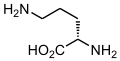 Ornithine transcarbamylase deficiency