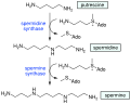 Polyamine synthesis