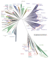 A novel representation of the tree of life