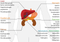 Endocrine alimentary system