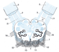 Olivary body