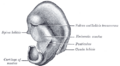 Ponticulus