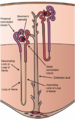 Schematic of a kidney nephron