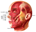 Muscles of the neck including platysma