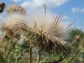 Cirsium vulgare