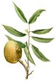 Illustration of Annona reticulata