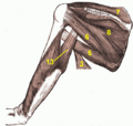 Arm muscles back view with numbers
