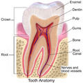 Tooth Anatomy
