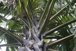 Borassus flabellifer
