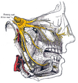 Trigeminal nerve pathways