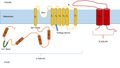 Diagram of a BK channel