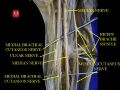 Brachial region