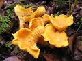 Chanterelle mushrooms