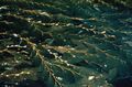 Giant kelp, a source of alginic acid