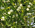 Mistletoe Berries in the UK