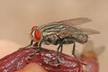 Forensic entomology