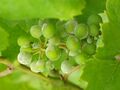 Powdery mildew