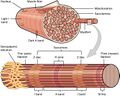 Muscle fibers