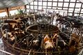 Dairy farming