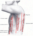 Axillary lines