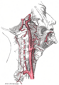 Anatomy of the carotid artery