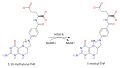 Diagram of the MTHFR reaction