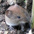 Rötelmaus (bank vole)
