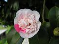 Camelia