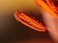 Lilium
