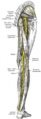 Gluteus minimus
