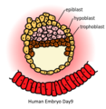 Human embryo at day 9