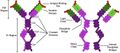 Immunoglobulin E structure