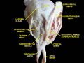 Supratrochlear nerve