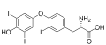 Thyroid peroxidase