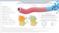 Tubulin Infographic