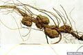 Agrobacterium gall