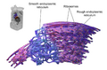 Endoplasmic reticulum illustration