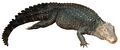 Dwarf Caiman