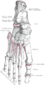 Gray's Anatomy Plate 268