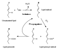 Lipid peroxidation process