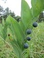 Polygonatum odoratum