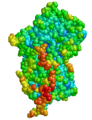 Structure of Alpha-1 antitrypsin