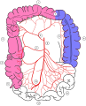 Marginal artery of the colon
