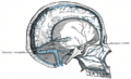 Confluence of sinuses
