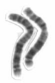 Chromosome 2 cropped from high resolution karyotype