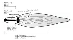 Schematic of the phosphorylated proteins in the attachment organelle in Mycoplasma pneumoniae